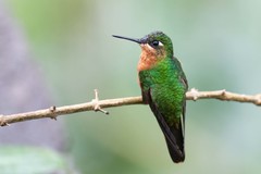 Heliodoxa rubricauda