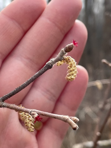 beaked hazelnut
