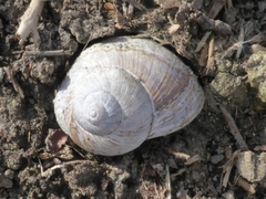 Helix pomatia