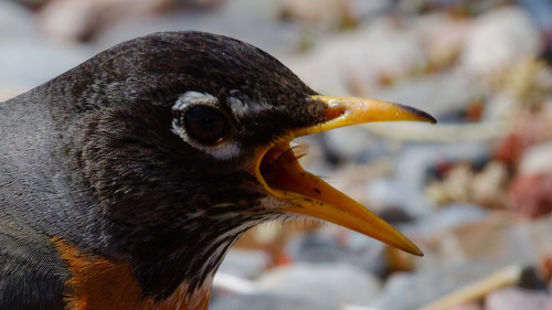 American Robin photographed in Idaho