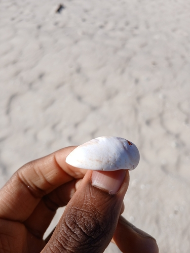 Crepidula fornicata