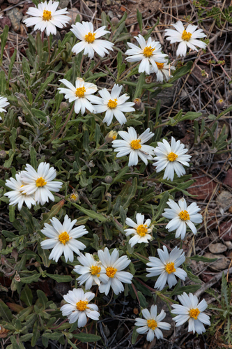 blackfoot daisy