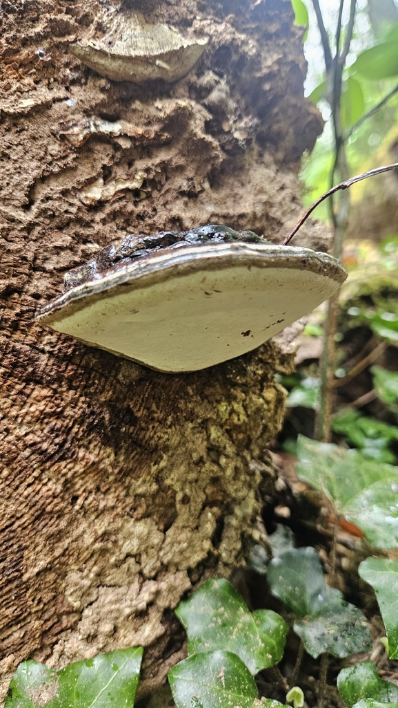 Ganoderma applanatum · April 2026 · photo: © rust_bucket (iNaturalist, cc-by)