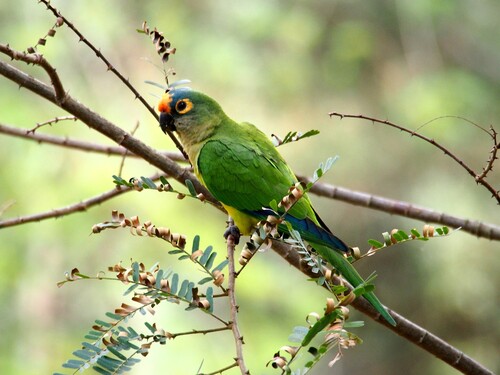 Peach-fronted Parakeet
