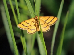 Idaea aureolaria