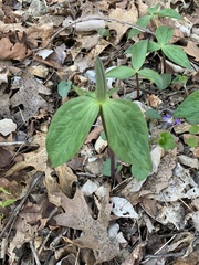 Trillium viridescens