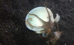 Amphioctopus marginatus