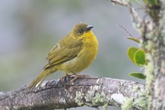 Orthogonys chloricterus