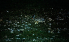 Lepus oiostolus