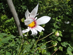Dahlia campanulata
