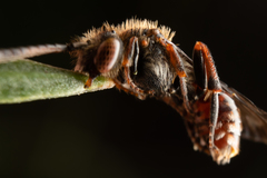 Nomada