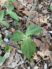 Trillium viridescens