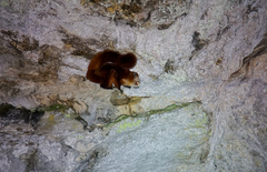 Petaurista alborufus