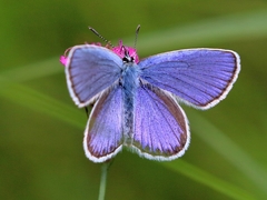 Plebejus argyrognomon