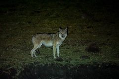 Canis lupus filchneri
