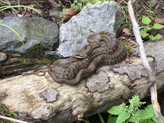Elaphe quadrivirgata