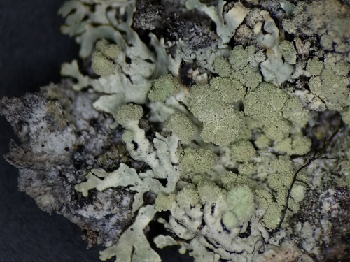 Lichen Source Bran Lichens (Macrolichens Genera of the Pacific Northwest ) · iNaturalist