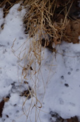 Microstegium vimineum