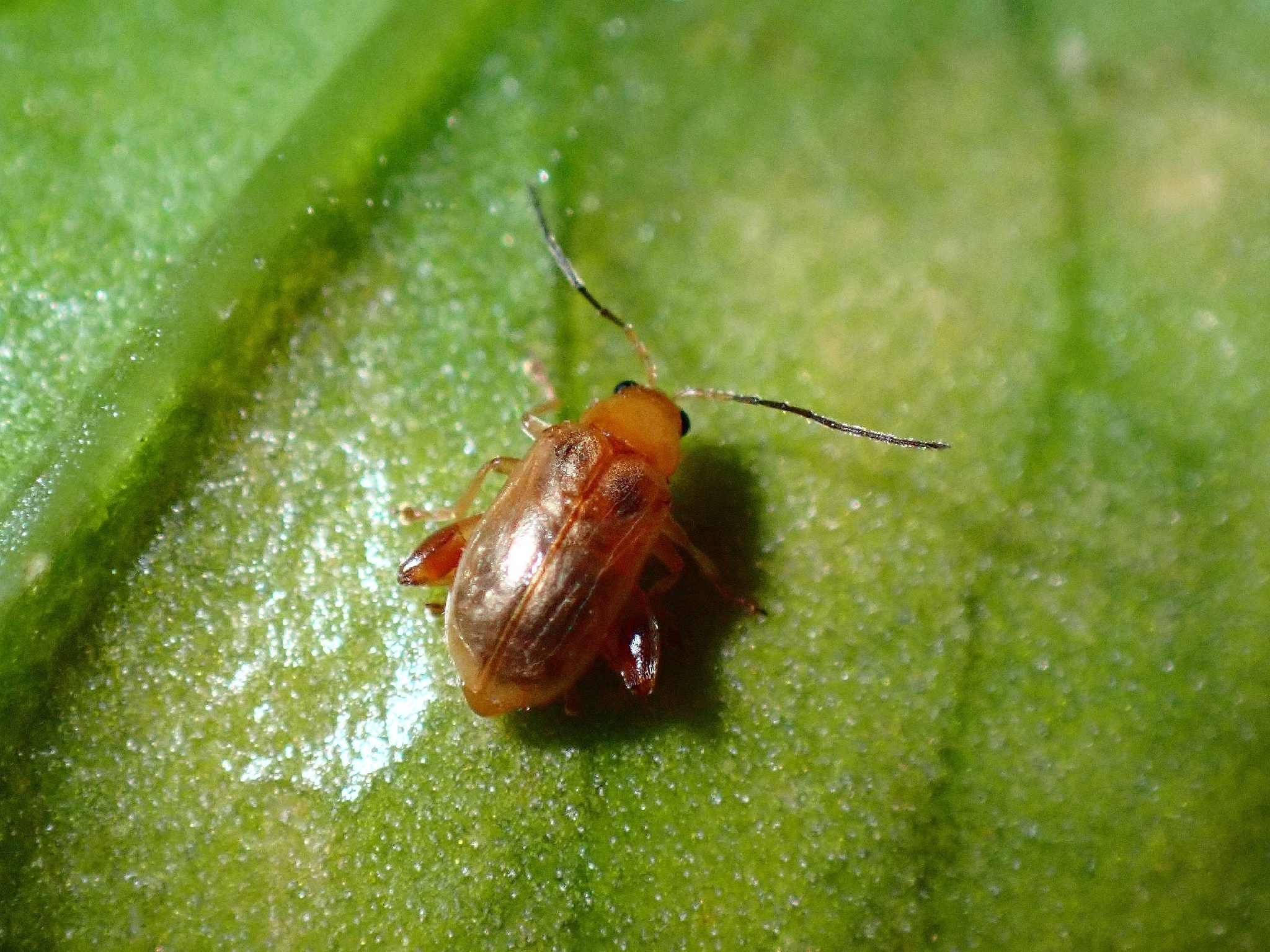 Longitarsus kleiniiperda