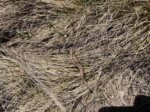 Viviparous Lizard