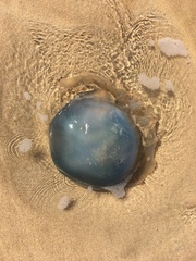 Rhizostomatoidea