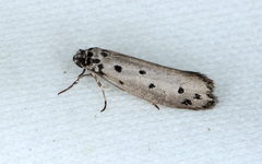 Ethmia heptasema
