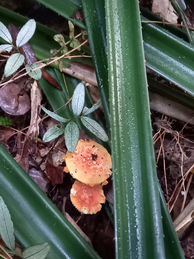 Amanita aurantiovelata · May 2026 · photo: © amoxiconclav (iNaturalist, cc-by)