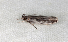 Ardozyga phloeodes