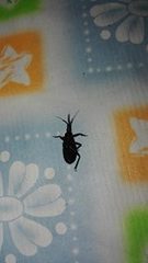Triatoma