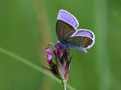 Plebejus argyrognomon