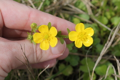 Ranunculus hispidus
