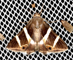 Grammodes oculicola