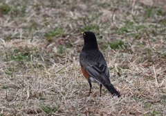 Turdus migratorius nigrideus