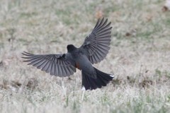 Turdus migratorius nigrideus