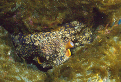 Octopus hubbsorum
