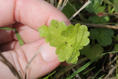 Ranunculus hispidus