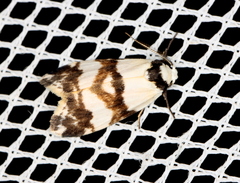 Thallarcha albicollis