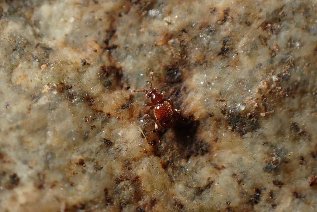 Bryaxis mulsanti