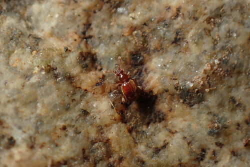 Bryaxis mulsanti