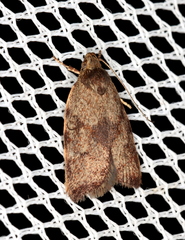 Syringoseca mimica