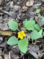 Chrysogonum