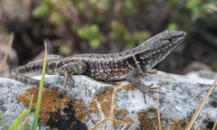 Sceloporus parvus
