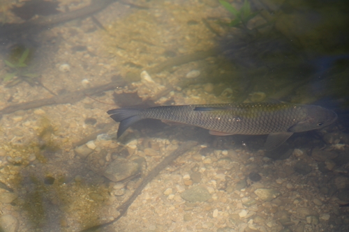 Squalius cephalus