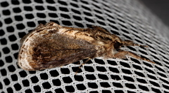 Zalissa catocalina