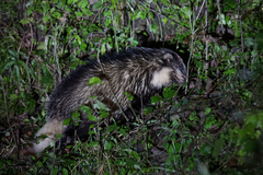 Arctonyx albogularis