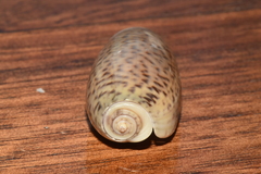 Oliva tigrina