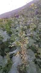 Urtica pilulifera