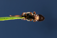 Nomada
