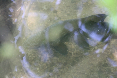 Abramis brama