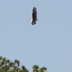 Haliaeetus leucocephalus image
